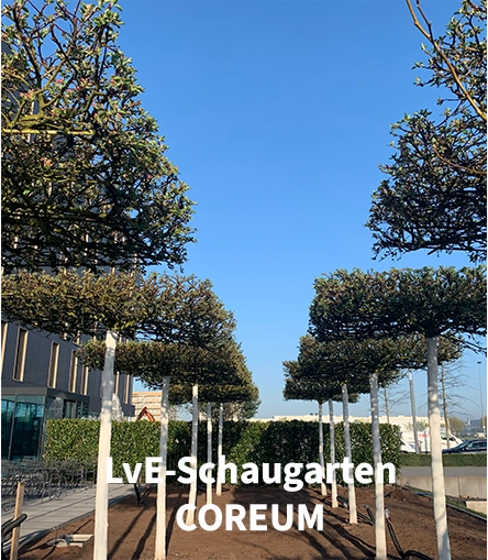 Baumschule Lorenz von Ehren